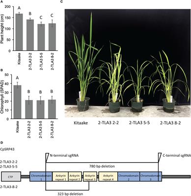 Photosynthesis in rice is increased by CRISPR/Cas9-mediated transformation of two truncated light-harvesting antenna